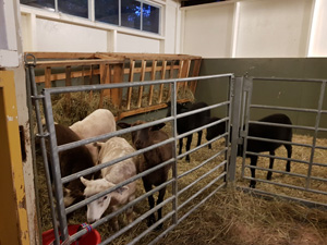 Stall 2020.jpg